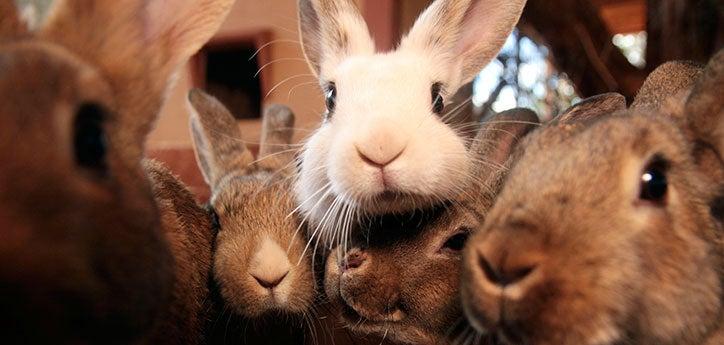 several rabbits who have been spayed or neutered sitting with their faces cuddled together
