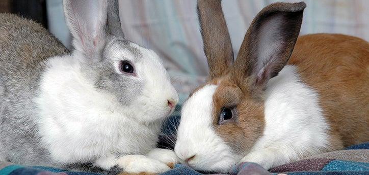 two pet rabbits sitting next to each other