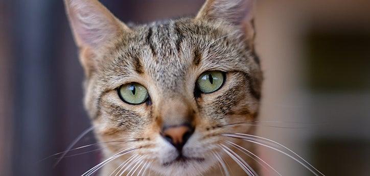 headshot of a bown tabby cat