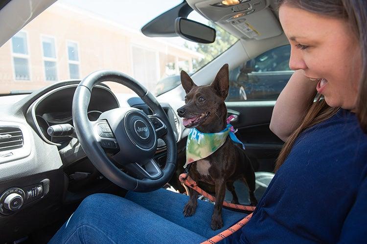 Small black-and-white dog traveling in a car with a woman in the driver's seat