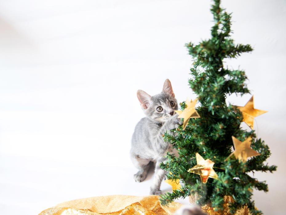 Gray kitten looking up at small Christmas tree