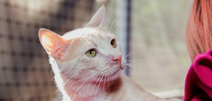 headshot of a white cat with ringworm