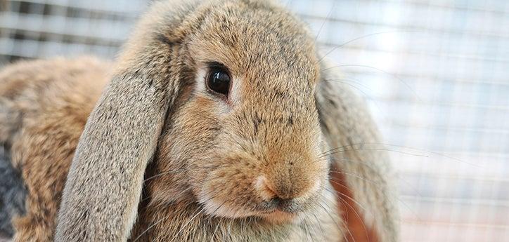 headshot of a brown bunny with lop ears