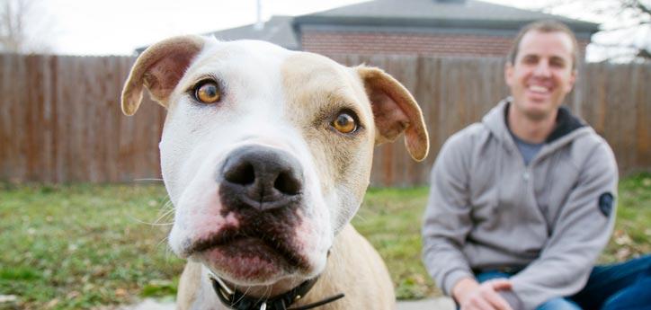 pit bull terrier-type dog sitting in front of a man outside