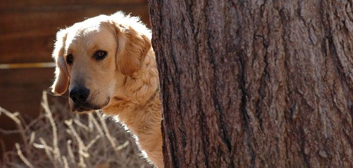 A shy dog is hiding behind a tree