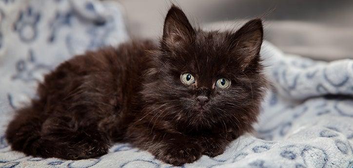 Long-hair black kitten, who has a cat URI, lying on a blanket