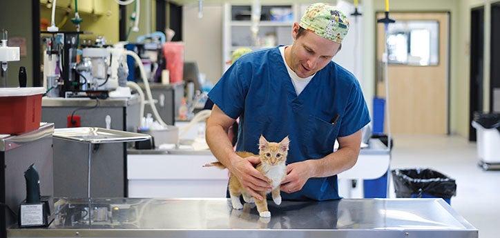 Veterinary specialist holding a kitten on an exam table
