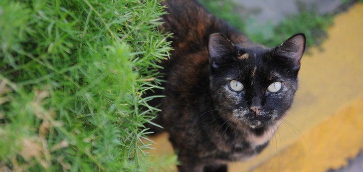black cat, who is part of an outdoor cat colony, standing among plants