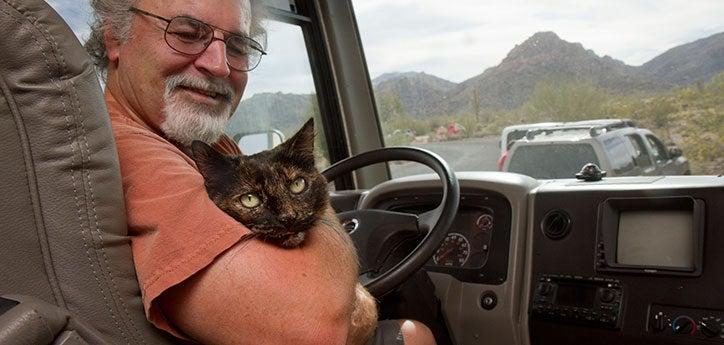 Calico cat with pet transport service driver