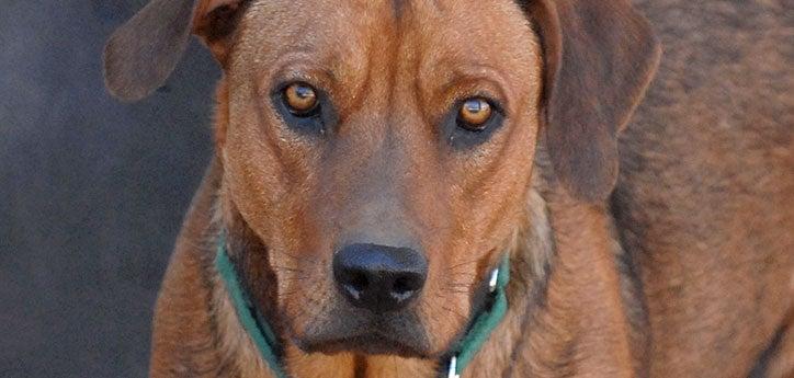 brown dog looking straight ahead with a serious expression