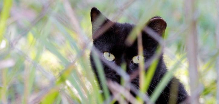 Ear-tipped black cat who is part of a TNVR program standing in tall grasses