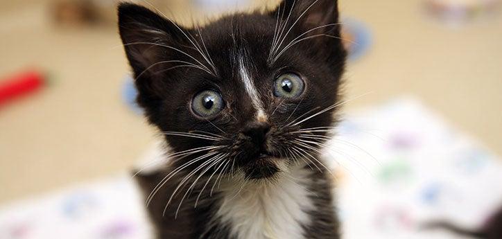 Young cats, like this black-and-white kitten, are susceptible to feline infectious peritonitis (FIP).