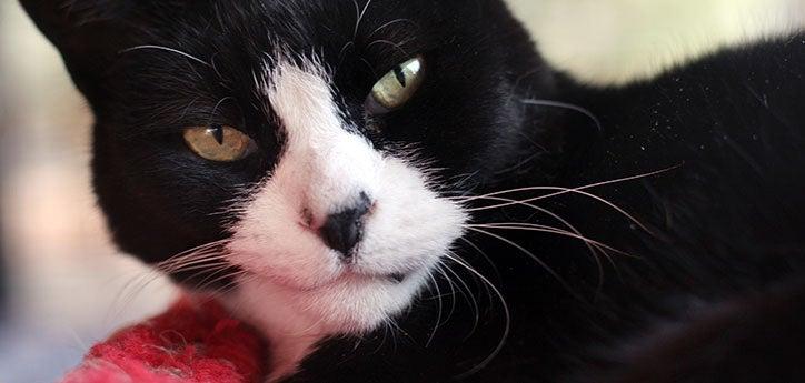 closeup of a black-and-white cat's face