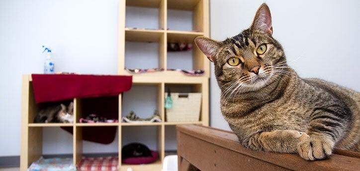 Brown tabby cat, who used to display aggression toward people, now relaxes on a desk