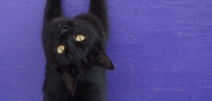overhead view of a black cat who&#039;s looking up and lying on a purple backdrop