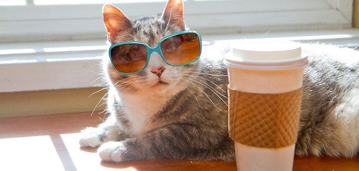 Shelter cat wearing sunglasses and sitting next to a coffee mug