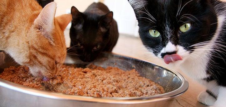 Three cats eating wet food from a bowl
