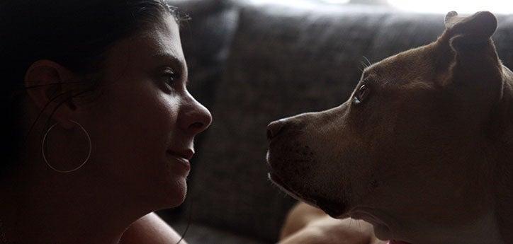 Pit bulls like this brown dog, who is lovingly looking at his person, are frequently the target of dog breed bans, or breed-specific legislation.