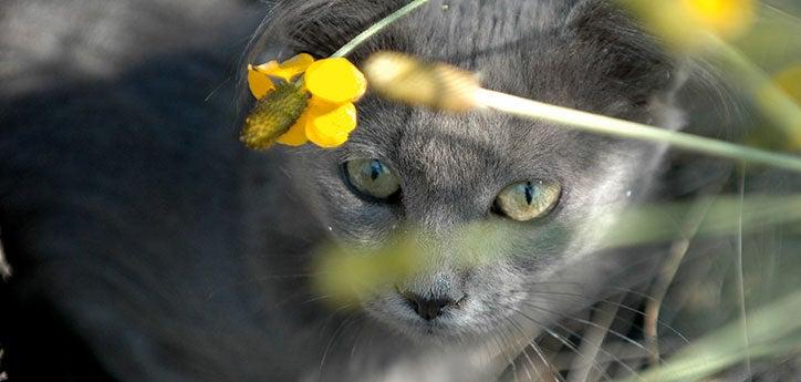 Gray feral cat who has been relocated to a new colony sitting among plants