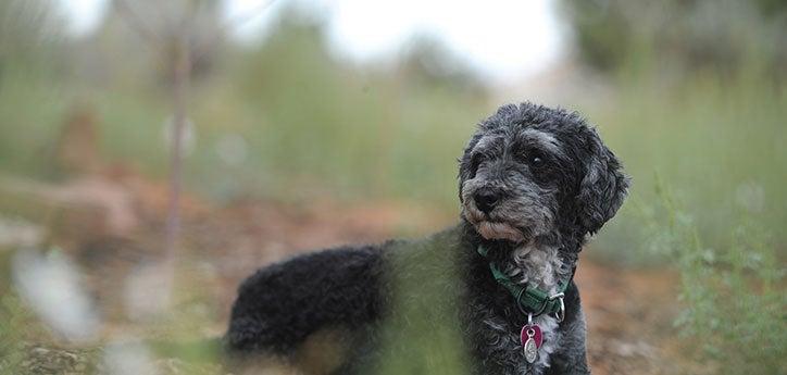 This poodle mix takes medication to prevent parasites, including heartworm.