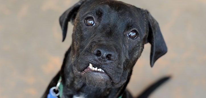 Black shelter dog with crooked teeth. He has received pet dental care and has clean teeth.