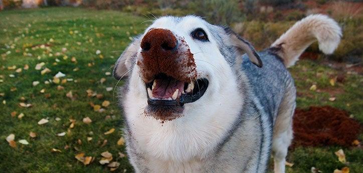 Big dog with dirt on her nose from digging