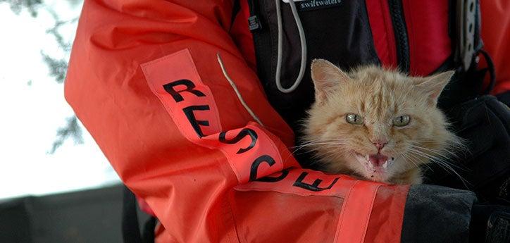 Orange tabby cat in a person's arms being rescued in a natural disaster
