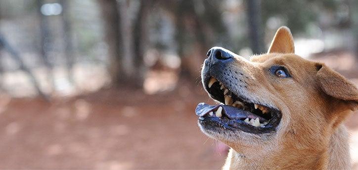 headshot of a light brown senior dog smiling