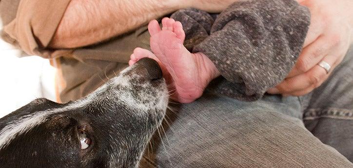 dog sniffing a new baby's toes while the dog is being introduced to the baby