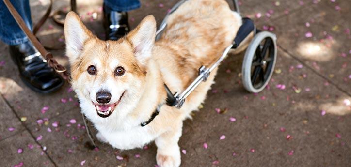 smiling corgi using a dog wheelchair