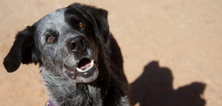 Beautiful black-and-gray dog who was adopted in part because of his well-written pet profile on our website