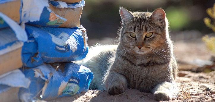 Feral cat sitting next to donated cat food from a TNVR group