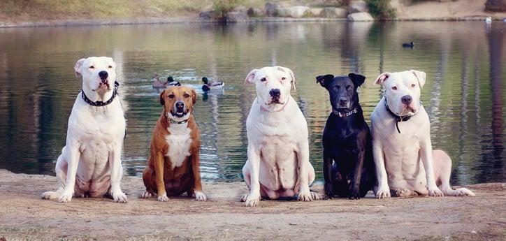 Group of pit bull terrier-type dogs sitting in front of a lake