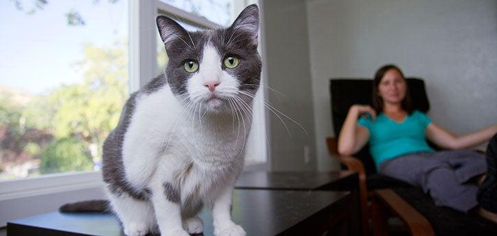 This gray-and-white cat is shy around strangers, but he gets over his fear more quickly now.