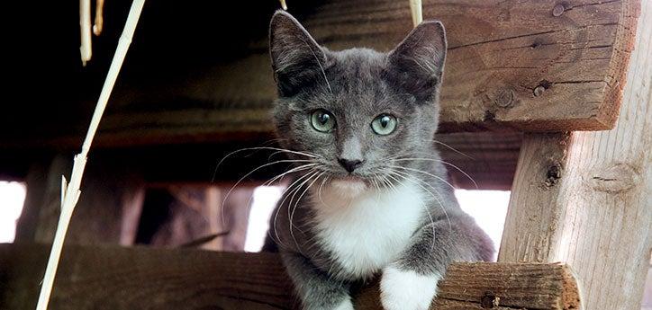Gray-and-white feral barn cat who is part of TNR project