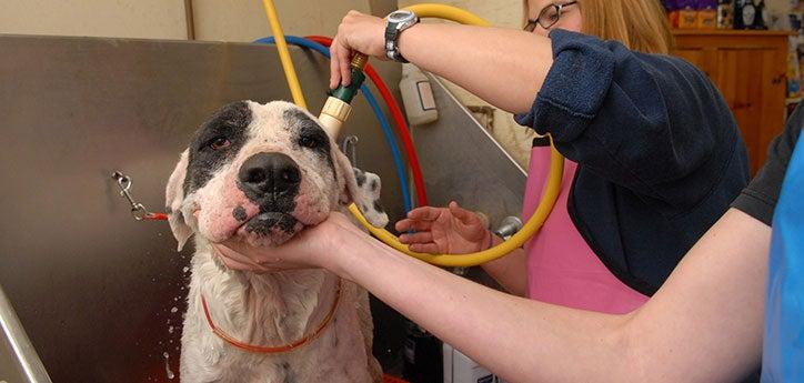 dog grooming session where a white-and-black dog is getting a bath