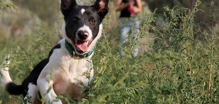 Exuberant dog smiling among tall grasses