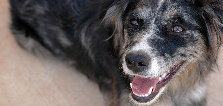 Rescue dog not wearing a head halter
