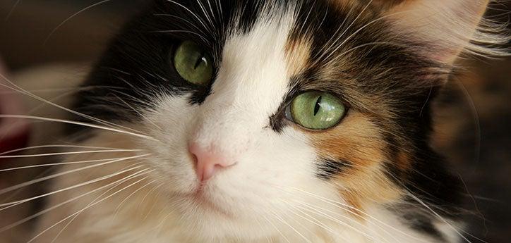 headshot of a longhair calico cat 