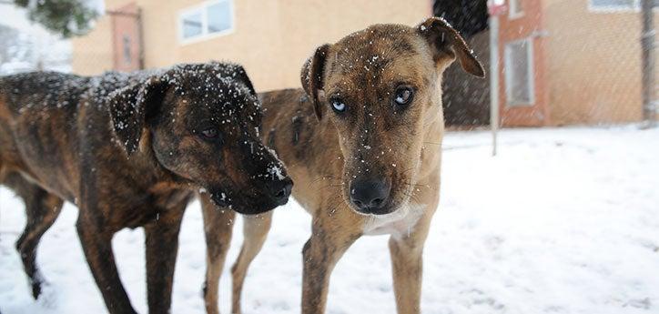 Two brindle dogs who have been successfully introduced to each other are standing side by side outdoors in snow.