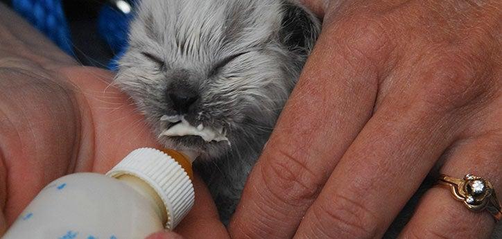 Bottle-feeding kitten with milk on her face