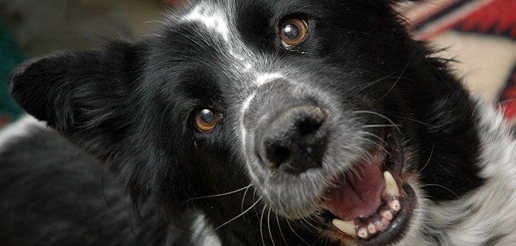 Close-up on a black-and-white dog&#039;s smiling face