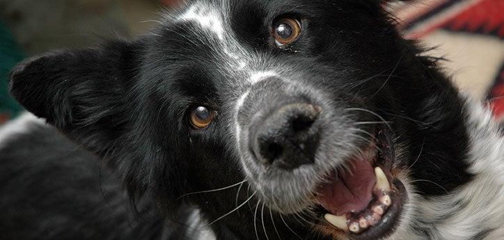 Close-up on a black-and-white dog's smiling face