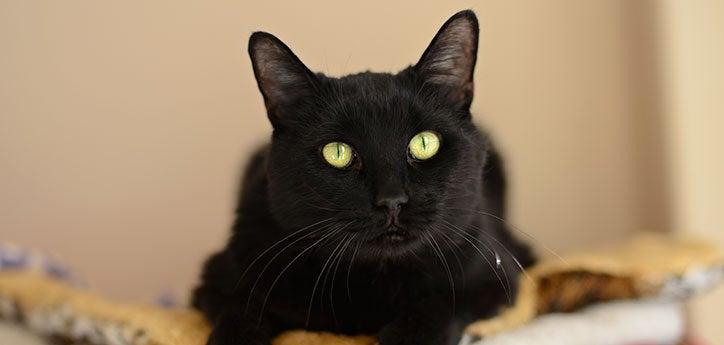 black cat, who has special needs due to hearing difficulties, lying down and looking straight ahead