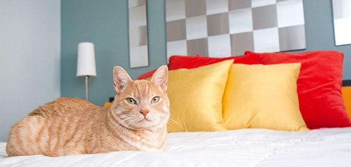 orange tabby lying on a bed after his cat spraying problem has resolved