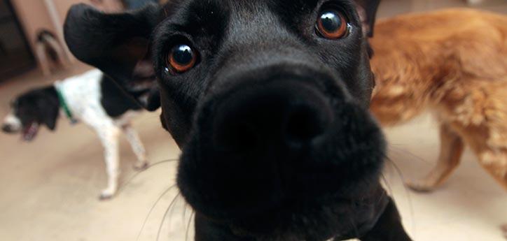 close-up of a black dog&#039;s nose