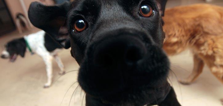 close-up of a black dog's nose