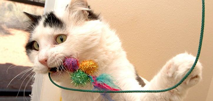 white-and-black indoor cat playing with a toy with colorful balls, one of many cat enrichment ideas