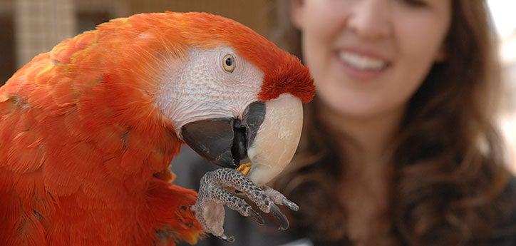 Volunteer with red parrot. Recruiting volunteers for nonprofits can be important for helping the animals.