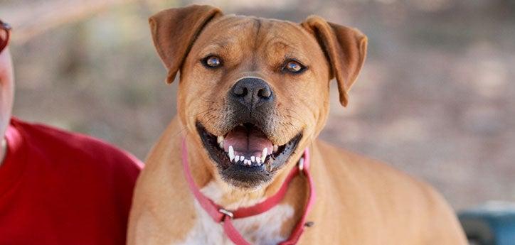 adopted pit bull terrier-type dog smiling and looking straight ahead 